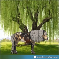 Horse Color:Gray White Spotted Brown Tobiano Skewed Appaloosa  and White Spotted Silver Buckskin Dun 