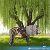 Horse Color:Gray White Spotted Brown Tobiano Skewed Appaloosa  and White Spotted Silver Buckskin Dun 