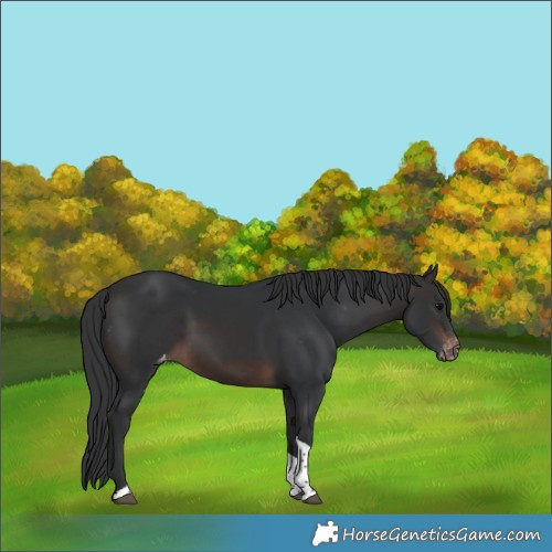 Horse Color:Brown Tobiano Skewed LP Spotted 