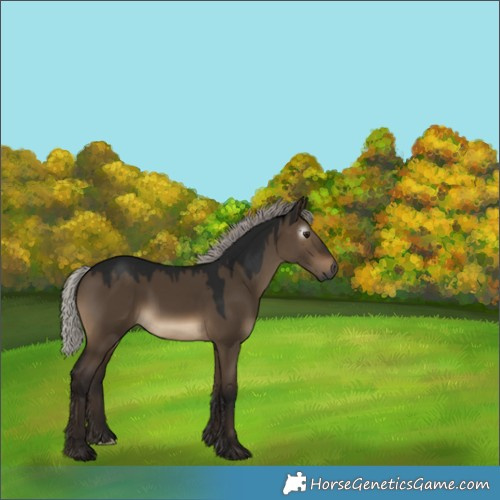 Horse Color:Gray Silver Brown Dun 