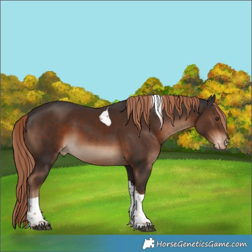 Horse Color:Liver Chestnut Tobiano Appaloosa 