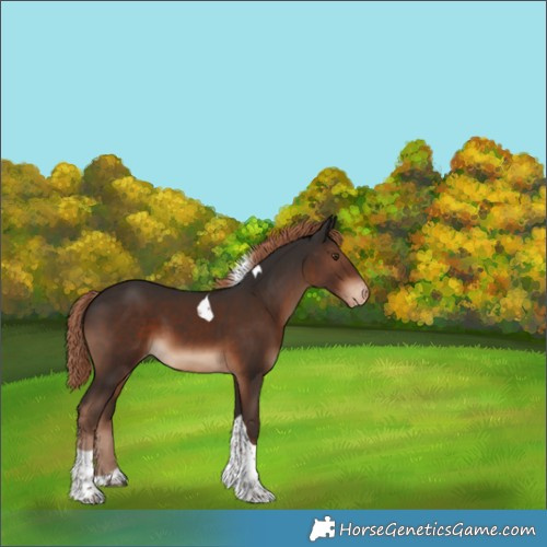 Horse Color:Liver Chestnut Tobiano Appaloosa 
