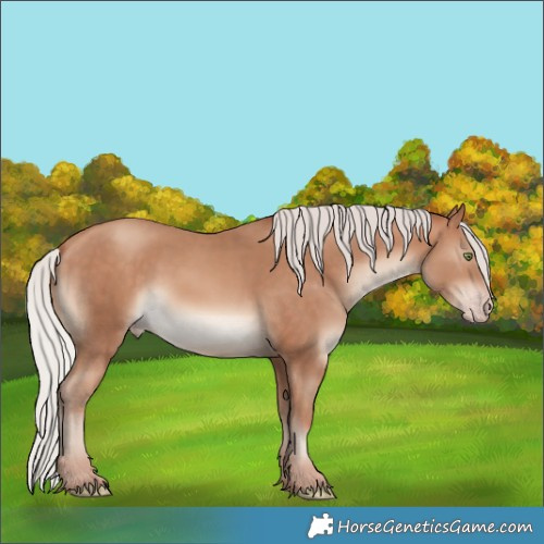 Horse Color:Silver Sable Champagne Rabicano 