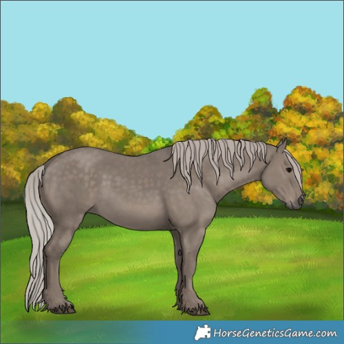 Horse Color:Silver Grullo 