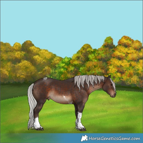 Horse Color:Silver Brown Tobiano 