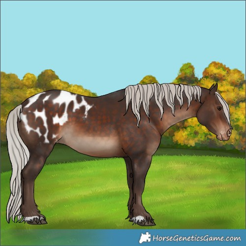 Horse Color:Silver Bay Blanket 