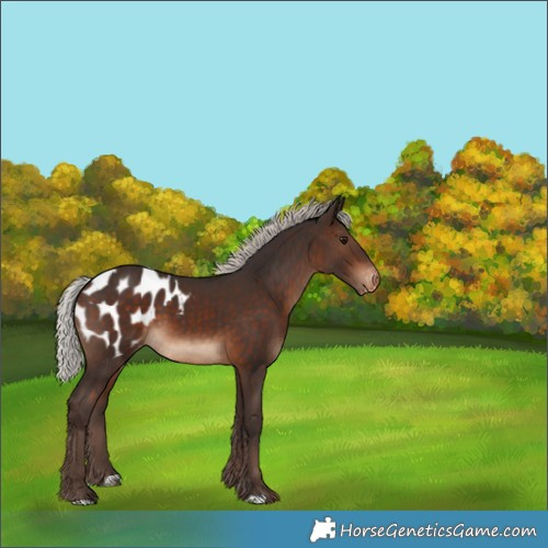 Horse Color:Silver Bay Appaloosa 