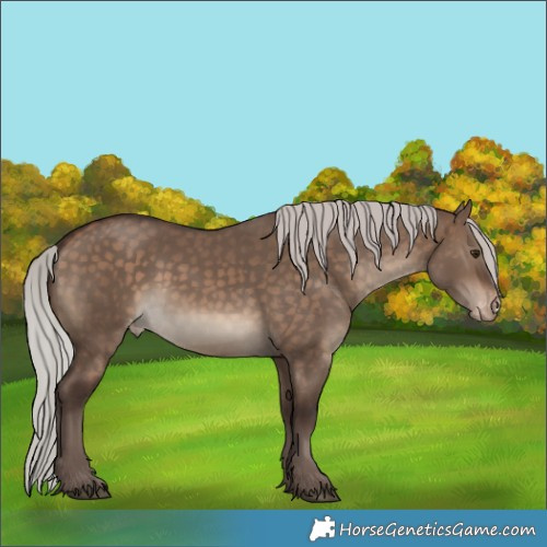Horse Color:Silver Brown Dun Skewed Appaloosa 