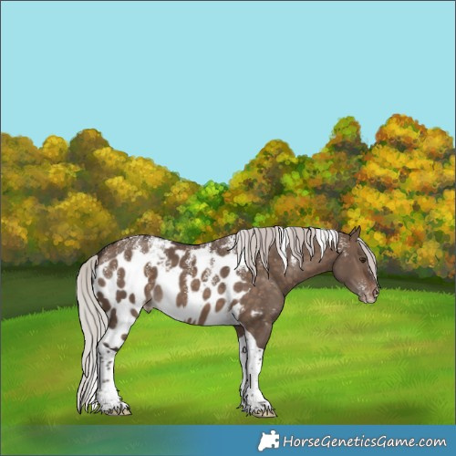 Horse Color:Powder White Silver Brown Dun Tobiano Skewed Appaloosa 