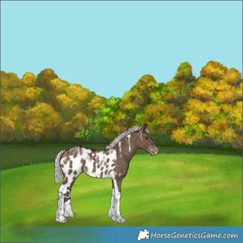 Horse Color:Powder White Silver Brown Dun Tobiano Skewed Appaloosa 