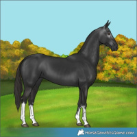 Horse Color:Gray White Spotted Liver Chestnut