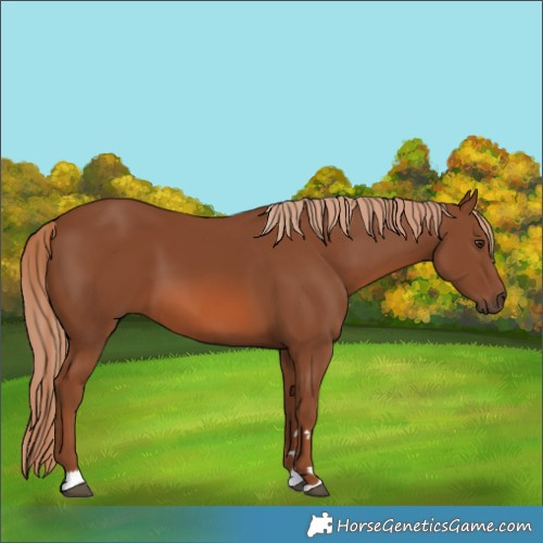 Horse Color:Unknown 