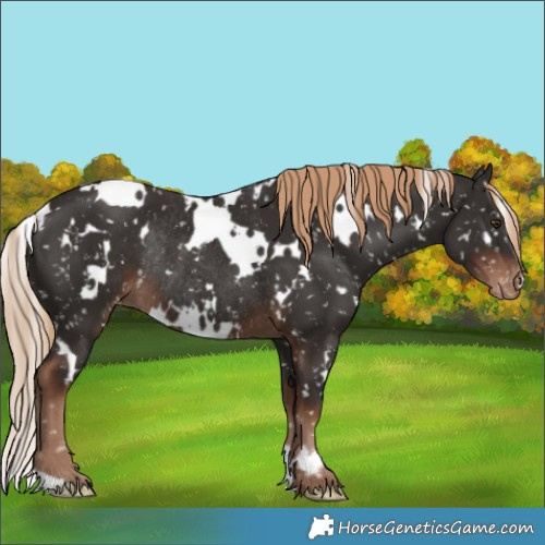 Horse Color:White Spotted Liver Chestnut Appaloosa Rabicano 
