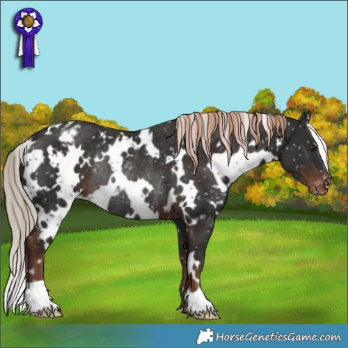 Horse Color:White Spotted Liver Chestnut Appaloosa Rabicano 