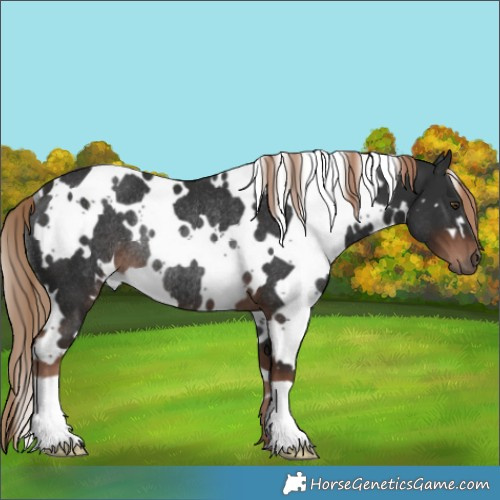 Horse Color:White Spotted Liver Chestnut Rabicano 