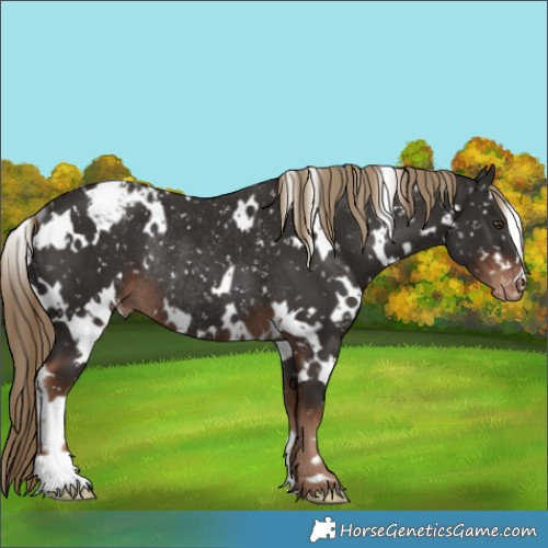 Horse Color:White Spotted Liver Chestnut Appaloosa Rabicano 