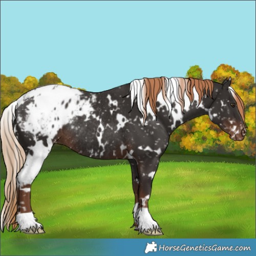 Horse Color:White Spotted Liver Chestnut Appaloosa Rabicano 