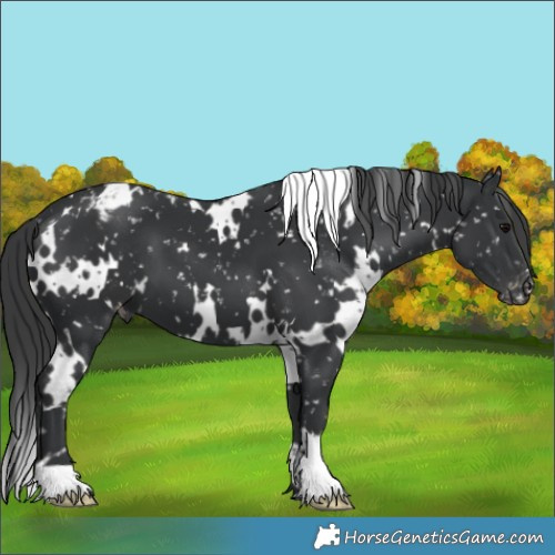 Horse Color:White Spotted Black Appaloosa 