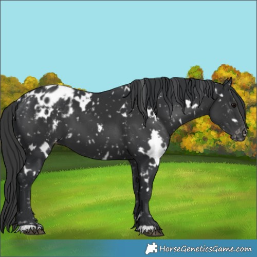 Horse Color:White Spotted Black Appaloosa 