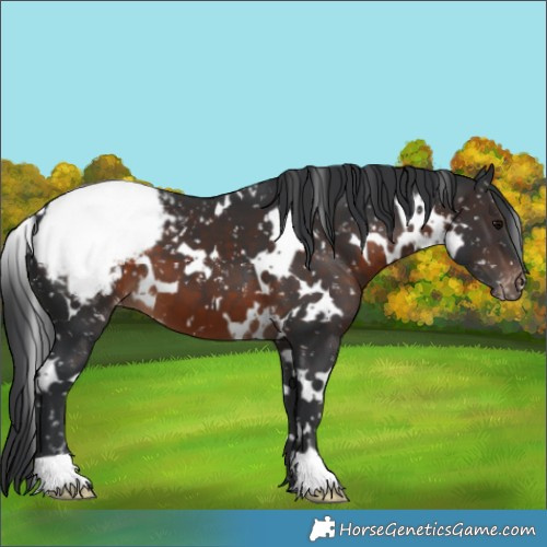 Horse Color:White Spotted Brown Appaloosa 