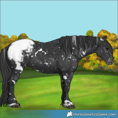 Horse Color:White Spotted Black Appaloosa 