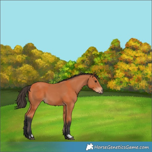Horse Color:Bay  and Bay 