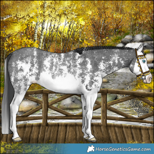 Horse Color:Black Sabino Splash Rabicano 