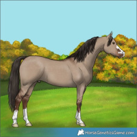 Horse Color:Liver Red Dun 