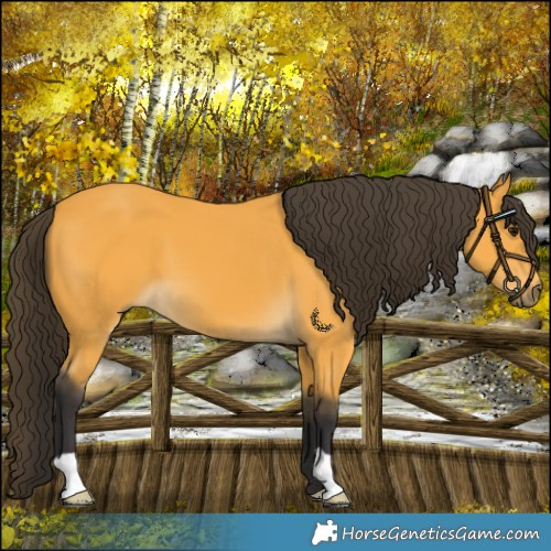 Horse Color:Buckskin 