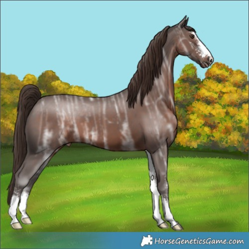 Horse Color:Liver Chestnut Ice Sabino 