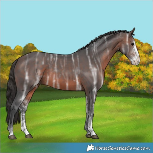 Horse Color:Brown Ice Sabino 