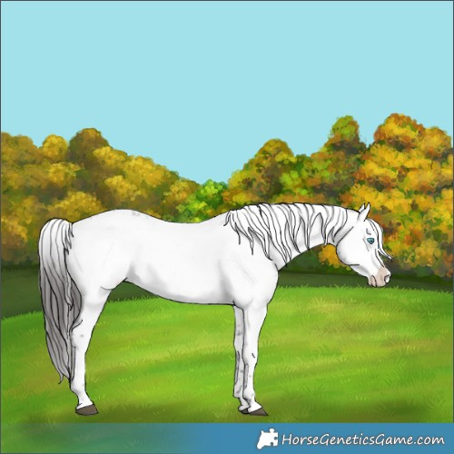 Horse Color:Liver Red Roan Frame 