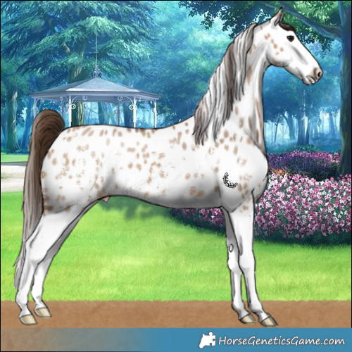 Horse Color:Bay Dun Sabino Splash Appaloosa 