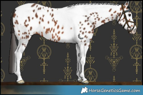 Horse Color:Bay Tobiano Near Leopard 