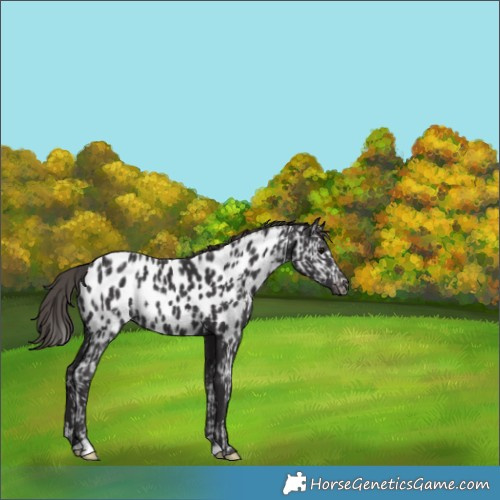 Horse Color:Smoky Black Appaloosa  and Smoky Black Appaloosa Rabicano 