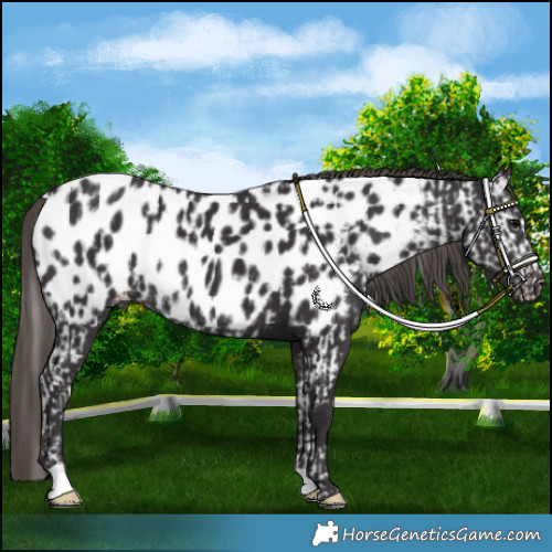 Horse Color:Smoky Black Appaloosa  and Smoky Black Appaloosa Rabicano 