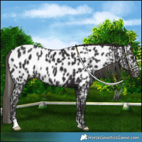 Horse Color:Smoky Black Near Leopard  and Smoky Black Near Leopard Rabicano 