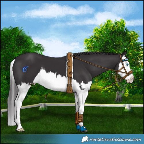 Horse Color:Smoky Black Splash 