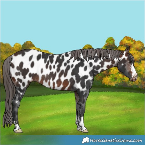 Horse Color:Brown Near Leopard Rabicano