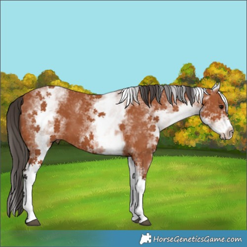 Horse Color:White Spotted Bay 