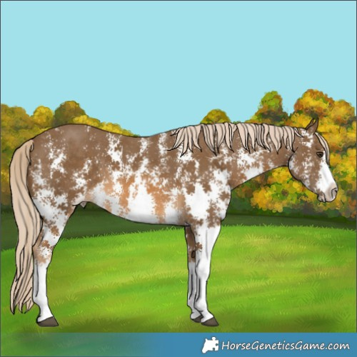 Horse Color:Chocolate Palomino Sabino