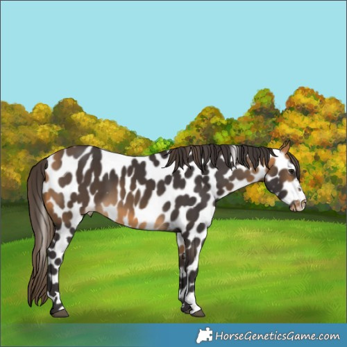 Horse Color:Buckskin Leopard