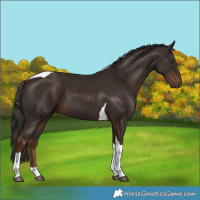 Horse Color:Liver Chestnut Tobiano