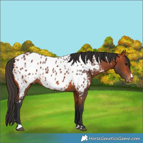 Horse Color:Bay Appaloosa