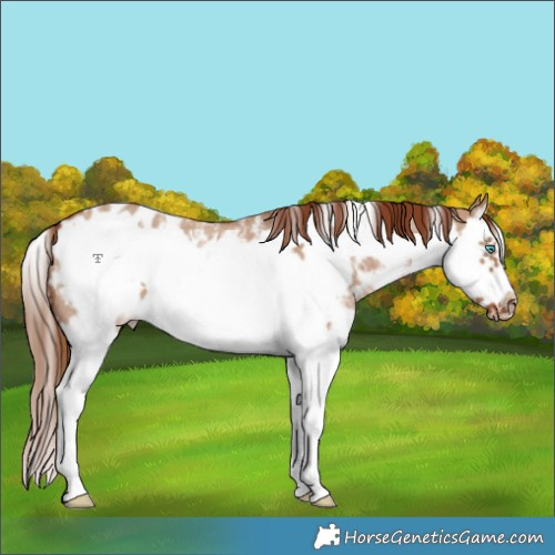 Horse Color:Red Dun Sabino Splash Frame Appaloosa 