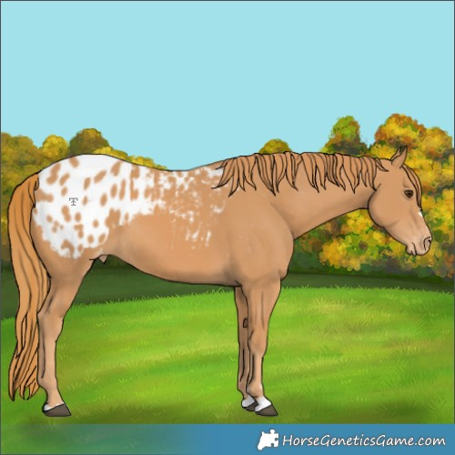 Horse Color:Chestnut Appaloosa 