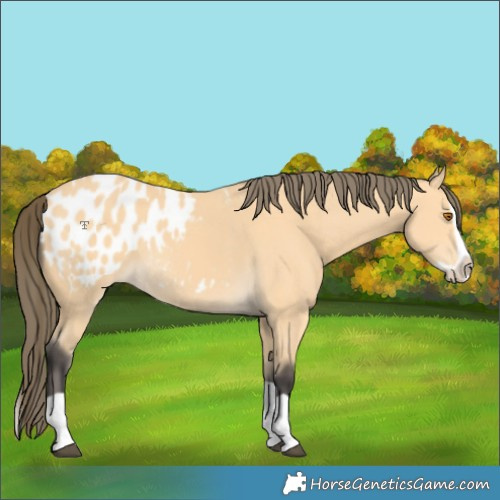 Horse Color:Buckskin Splash Appaloosa 