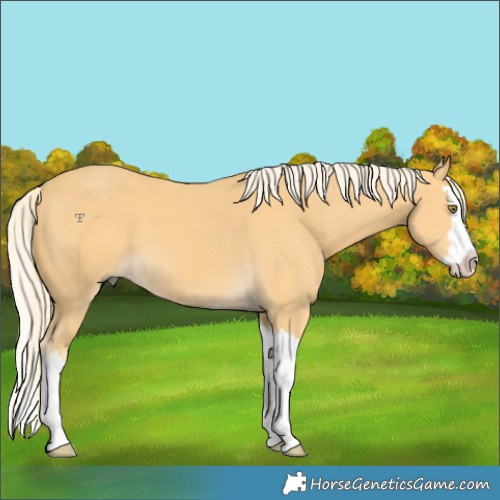 Horse Color:Palomino Splash 