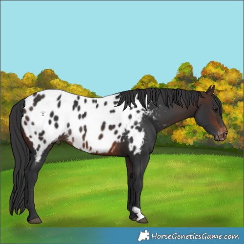 Horse Color:Brown Appaloosa Rabicano