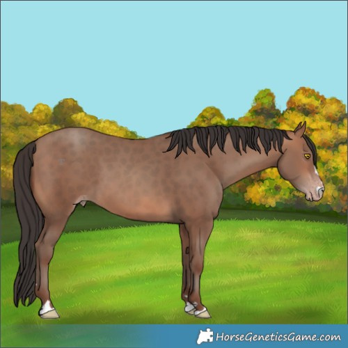 Horse Color:Sable Champagne 